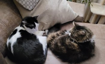 clinica veterinaria hospi rivas