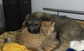 La Clínica Veterinaria (Rivas)