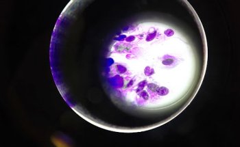 Sanimalia Centro Veterinario