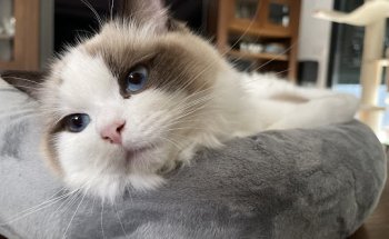 Centro Veterinario Mascoteros