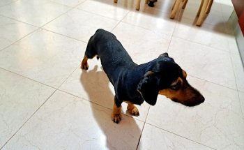 Clínica Veterinaria SuVet