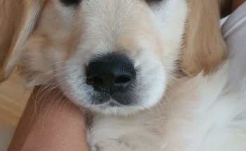 Clínica Veterinaria Puertosol