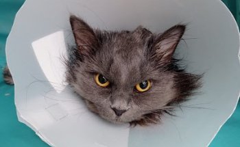 Clínica Veterinaria Roquetas