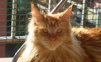 Consultori Veterinari Ca n'Oriol