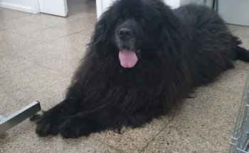 Veterinario Dispensario del Vallès