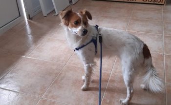 Clinica Veterinaria SAGUNT