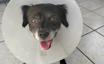 Hospital Veterinario Miguel Izquierdo