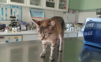 Centro Veterinario El Carmen