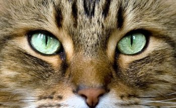 Centro Veterinario ARGOS