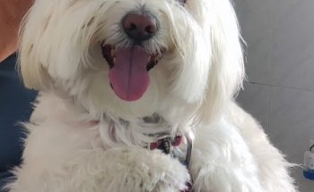 Clínica Veterinaría la Noria