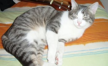 Centro Veterinario El Arenal