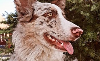 Clínica Veterinaria Huellas