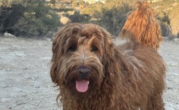 Clinica veterinaria izquierdo