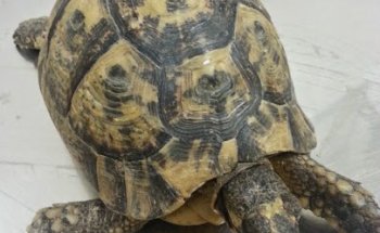 Centro Veterinario Eusgar