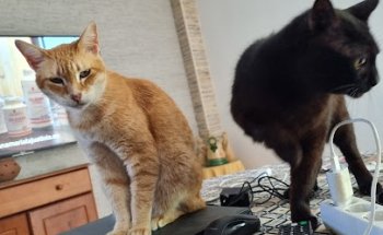 Centro Veterinario V Centenario