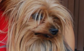 Clínica Veterinaria Rocío De Los Reyes