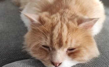 TODOCAN CENTRO VETERINARIO