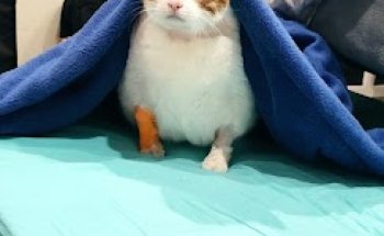 Centre Veterinari Raventós-Soler