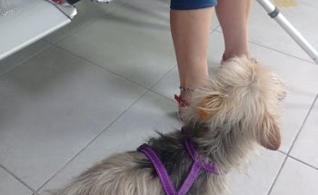 Veterinario Vet Tropic