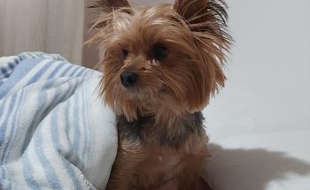 Clinica Veterinaria Drs. Sancho