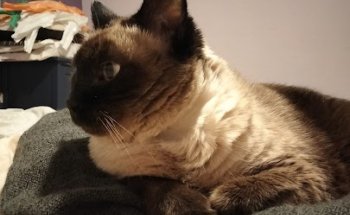 Clínica Veterinària Sant Cugat (VETERALIA)