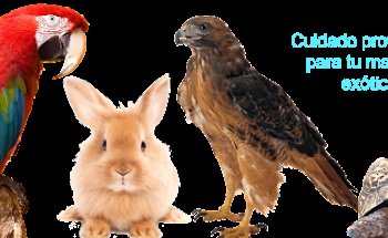 Veterinario Exóticos a Domicilio