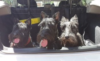 Veterinària Enllaç