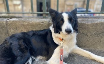 Clínica Veterinaria Amigos