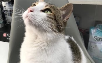 Centro Veterinario Area Central Sl