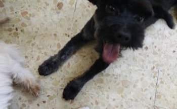 Clínica Veterinaria la Camelia