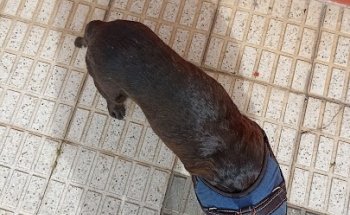 Dermatología Veterinaria DERMAPET
