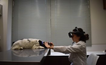 VÚO oftalmología veterinaria