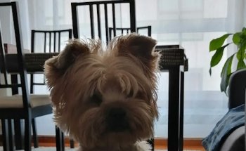 Centro Veterinario Novo Milladoiro