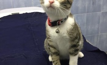 Clinica Veterinaria Teovet