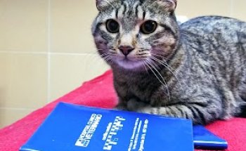 Clínica Venterinaria Hosclivet