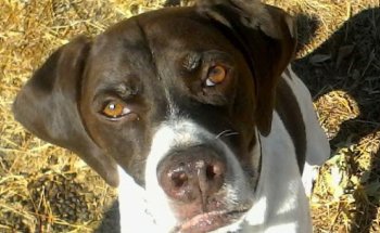 Integravet Centro Veterinario