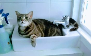 Hospital de día Vetersalud Talavera