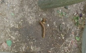 Gestión Veterinaria S.L.