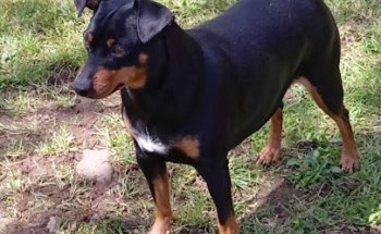 Clínica Veterinaria Besaya