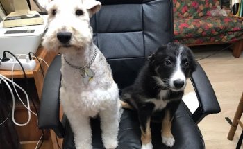 Centro Veterinario Dobra