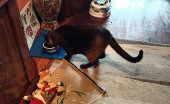 Clínica Veterinaria 1+