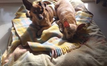 Clínica Veterinaria Dr. Nieto, Torremolinos