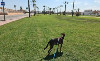 Clinica Veterinaria San Antón