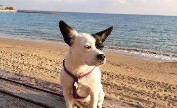 Clínica Veterinaria El Arca