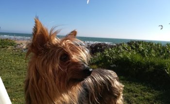 Cv VETYGESTION UTRERA