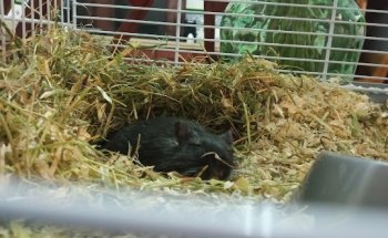 Clínica Veterinaria 