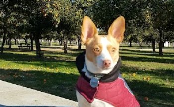 Clínica Veterinaria Medical Dog