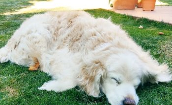 Clínica Veterinaria Valdemoro