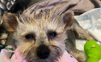 Centro veterinario Valdemoro