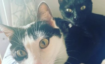 Centro Veterinario Negritas